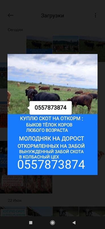 продажа домашних животных: Куплю | Коровы, быки, Лошади, кони, Другие с/х животные | Круглосуточно, Любое состояние, Забитый — 1