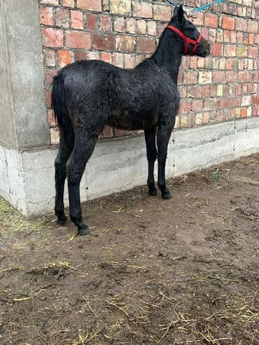 купить кошку бишкек: Продаю | Жеребенок | Конный спорт — 9