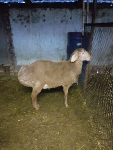 купить рыбу клоуна: Продаю | Ягненок, Баран (самец) | Арашан | Для разведения | Племенные, Осеменитель — 2