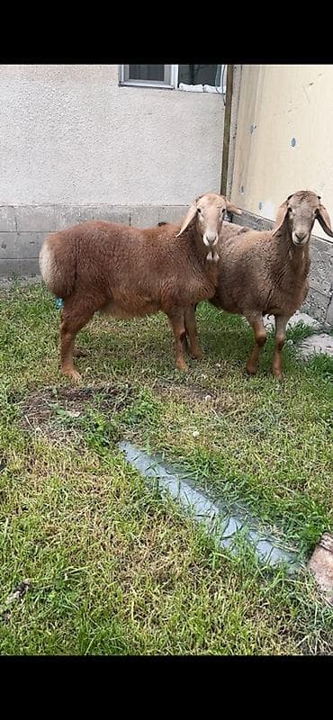 щенки алабайа: Продаю | Овца (самка) | Эдильбаевская | Для разведения — 1