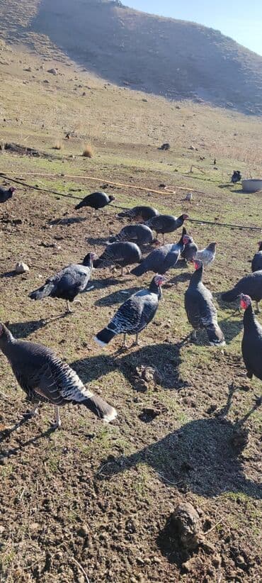 Продаю | Индюк (самец) | Для разведения | Племенные — 13