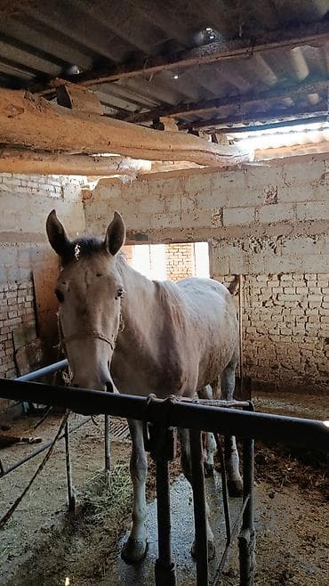 продаю мёд: Продаю | Кобыла (самка) | На забой — 6