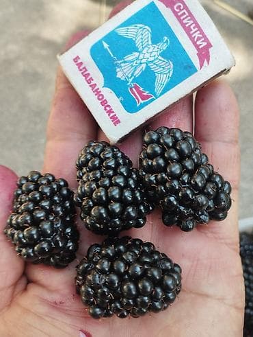 Готовые блюда, кулинария: Ежевика — 5