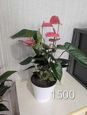 Комнатные розы: Комнатные растения в горшках - Антуриумы (красные и белые соцветия) — 3