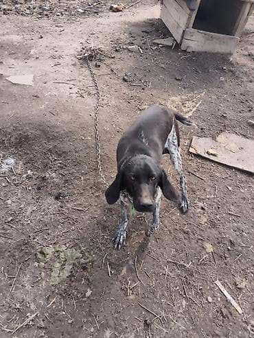 Отдам даром собаку: Курцхаар, 1 год, Самка — 2