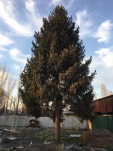 кур несушки: Саженцы деревьев: Ели — 2