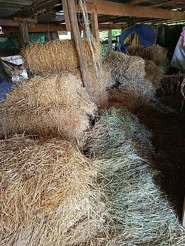 Сено и солома в тюках - Тюки прямоугольной формы, плотно