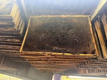 Пчеловодческие рамки с сотами (деревянные) - Размер: стандарт под