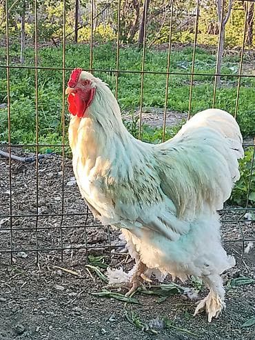 инкуб: Продаю | Петух | Брама | Для разведения — 3