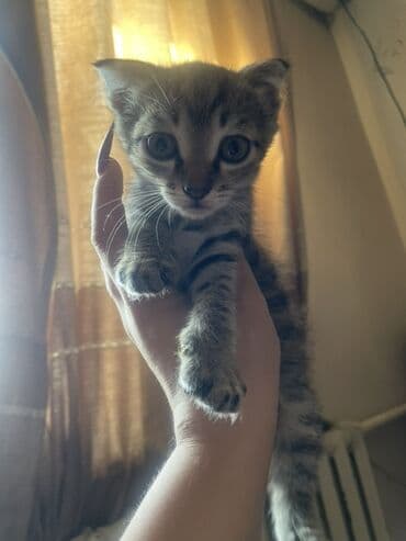 купить кошку бишкек: 2 месяца, Мальчик, Приучена к лотку — 3