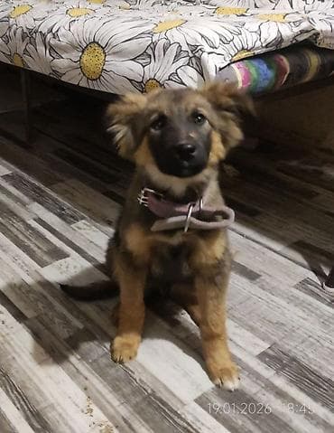 Другие животные: Собака даром: Дворняжка, 3 месяца, Самка — 1