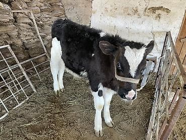 Үй жаныбарлары үчүн товарлар: Сатам | Кунаажын | Бордоп семиртүү үчүн — 2