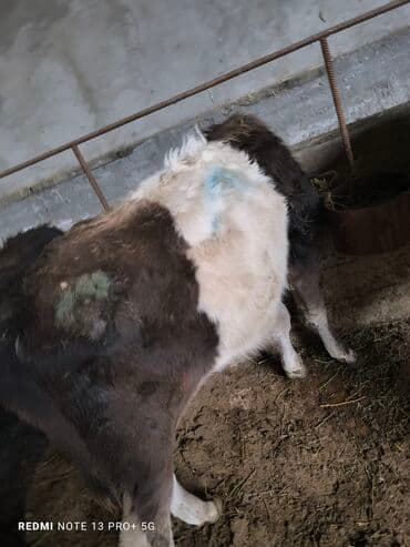 купить рабочую охотничью собаку: Сатам | Бука (эркек) | Бордоп семиртүү үчүн | Байланган — 18