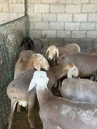 Продаю | Овца (самка) | Для разведения | Матка