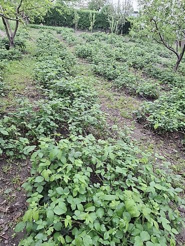 сбор ягод: Саженцы ежевики (безшипные сорта) - Молодые укоренённые отпрыски от — 2