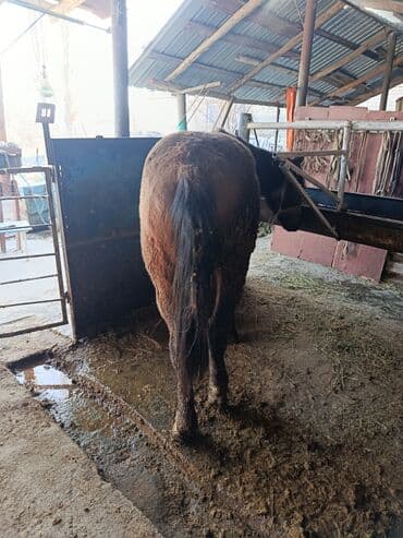 в добрые руки собаку: Продаю | Жеребец — 3