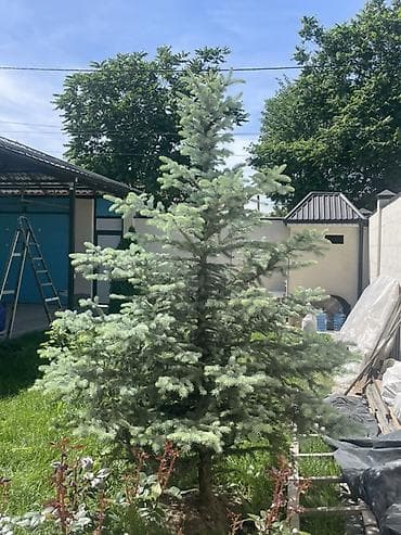 саженцы деревьев: В продаже 2 ели для ландшафтного озеленения — крупномеры - Породы — 5