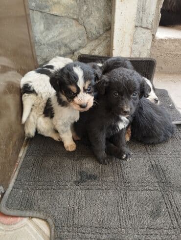 сабака шинки дворняшки: Даром дворняшки.7 октября родились . район турбазы Бишкек — 5