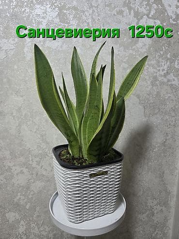 кактусы: Композиция из кактусов в декоративном керамическом кашпо-ламe. Что — 9