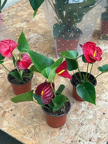 Денежное дерево: Антуриум гигант — 2