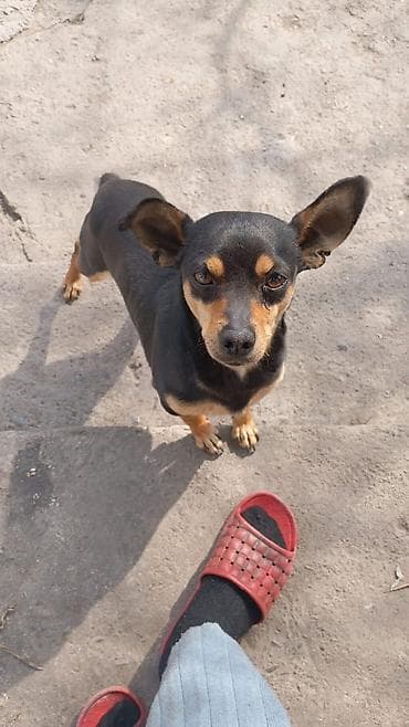 породистые собаки в бишкеке: Вязка той терьер кобель ищет подружку 1000 сом — 3