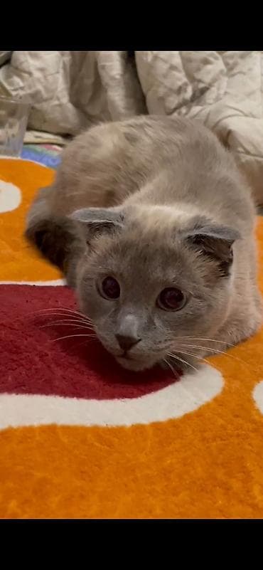 Продается кошка породы шотландская вислоухая (самка) Очаровательная at lalafo.kg Продается кошка породы шотландская вислоухая (самка) Очаровательная