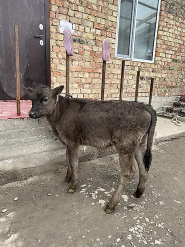 породистые кошки бишкек: Продаю | Тёлка | Алатауская | Для разведения — 10