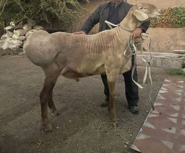 сколько стоит кавказская овчарка: Продаю | Овца (самка) | Для разведения | Матка — 10