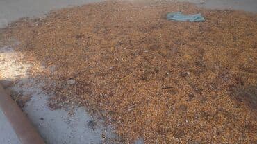 корм для домашних животных: Кукуруза (зерно) в россыпь. +-200-300 кг — 1