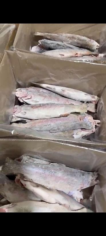 малёк рыба: СРОЧНО❗ Форель только ОПТОМ,вкус и качество всё супер,нигде не — 6