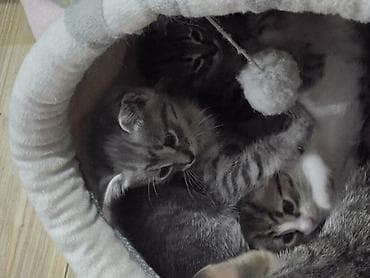 Котята – домашние, ласковые, активные. Мама метиска, папа русская — 3