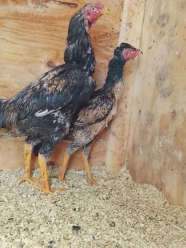 прием пластиковых ящиков: Продаю | Куры | Бойцовая | Для разведения — 4