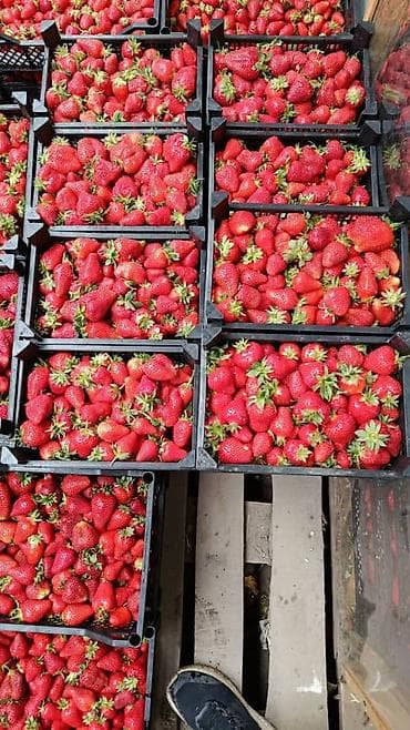 картошка семенной: Клубника — 1