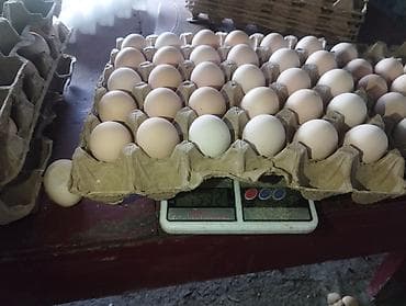 яйца кур: Куриные яйца, фасовка в лотках по 30 шт.С2 - Цвет скорлупы — 3