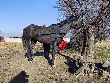 продаю ат: Продаю | Конь (самец) | Рабочий — 3