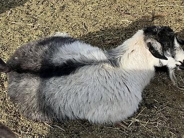 где купить хорька: Продаю | Коза (самка) | Полукровка | Для разведения — 2