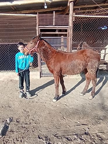 шотландская кошка бишкек: Продаю | Конь (самец) | Полукровка | Конный спорт | Племенные — 6