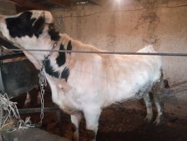 бычок бык: Продаю | Корова (самка), Бык (самец), Тёлка | Голштин — 5