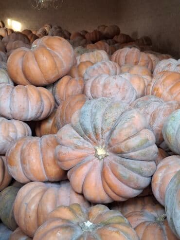 тыквенные семечки цена бишкек: Ашкабак сатылат абалы жакшы көп көлөмдө бар — 3