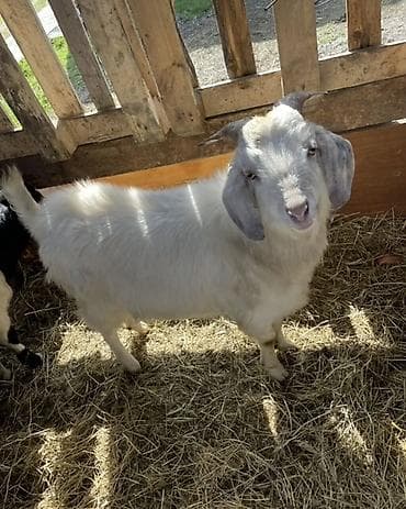 меренос козу: Продаю | Козёл (самец) | Для разведения | Племенные — 3