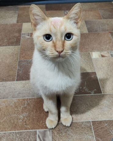 домик для кота: 1 год, Мальчик, Приучена к лотку, Проглистована — 2