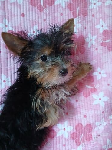 купить щенка французского бульдога: Йоркширский терьер, 1 месяц, Самка, С родословной — 10