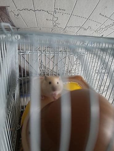 Шиншиллы: Хомячки декоративные Особенности: - Активные и любопытные питомцы — 3