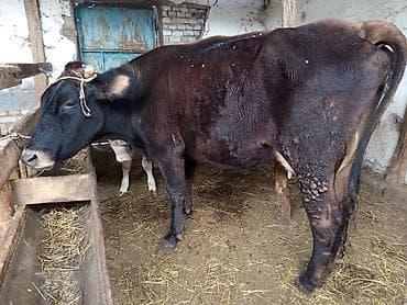 домашний кошка: Продаю | Корова (самка) | Для молока | После отела — 1