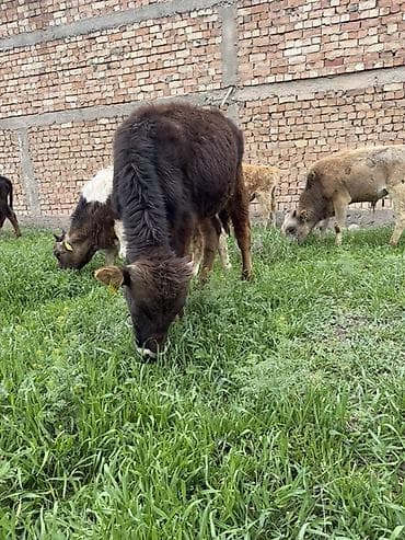 сена тук: Продаю | Музоо, торпок | Полукровка | На откорм — 8