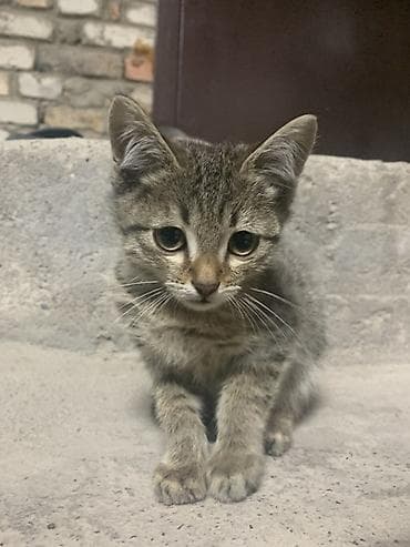 ph down: Кошка даром: Беспородная, 3 месяца, Мальчик, Приучена к лотку — 1
