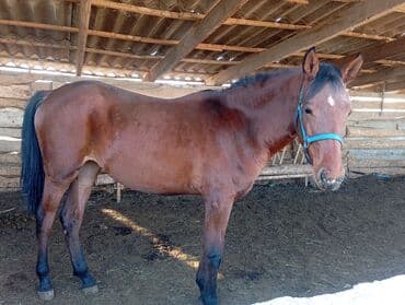 пойнтер купить: Продаю | Кобыла (самка) | Рабочий — 2