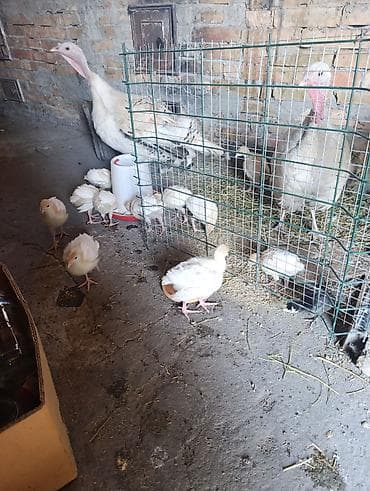 Продам с/х животных: Продаю | Индюшата | Для разведения — 2