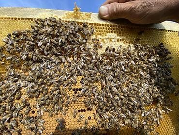 оптом бараны: Пчелопакеты на рамках Дадана Предлагаются пчелопакеты с рабочими — 1