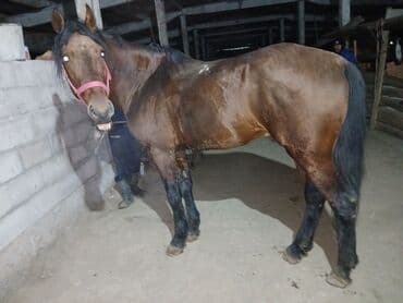 ко шомо: Продаю | Конь (самец) — 1